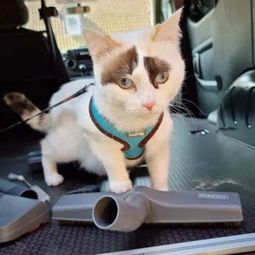 Aspirateur sans sac THOMAS Cycloon Hybrid Pet & Friends – Image 13